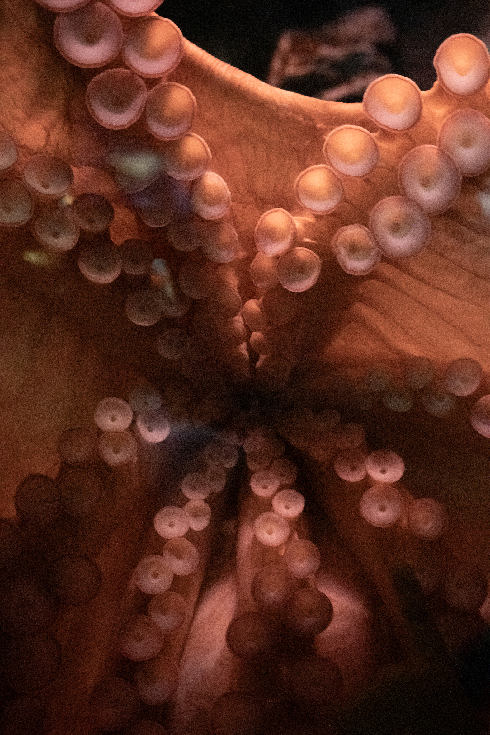 © Federica Torrenti - La Fortezza