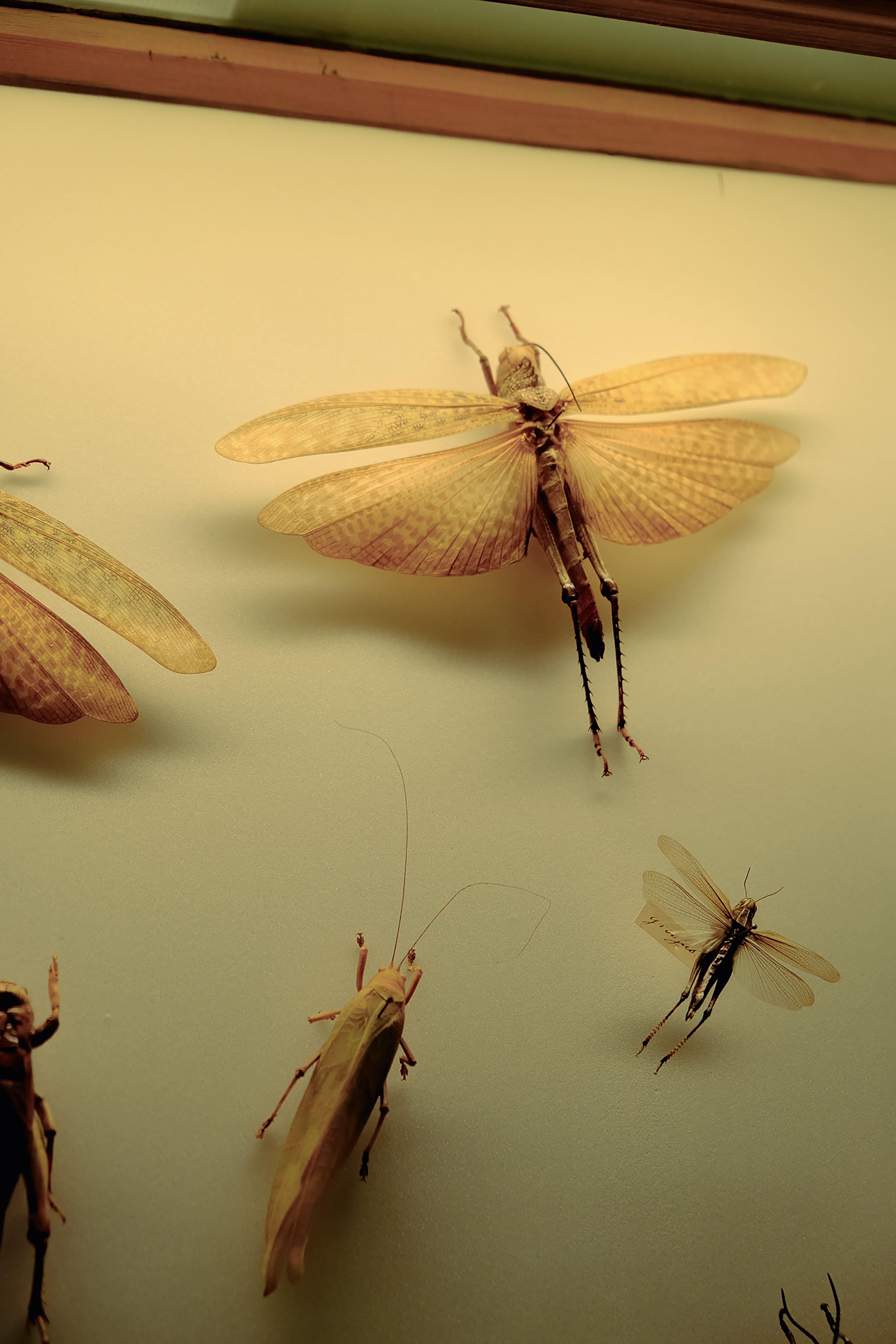 ©Alice Jankovic - Green Paradox